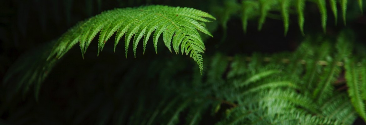 For the Love of Ferns